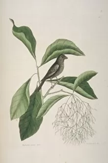 Mark Catesby Collection: Myrmecocichla nigra, sooty chat
