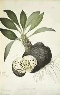 Captain Cook Collection: Myrmecodia beccarii, anthouse plant