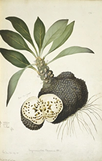 Myrmecodia beccarii, anthouse plant Myrmecodia beccarii, anthouse plant