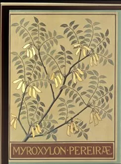 Ericales Collection: Myroxylon pereirae, balsam of Peru