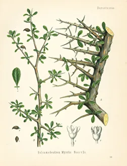 Adolph Gallery: Myrrh, Commiphora myrrha