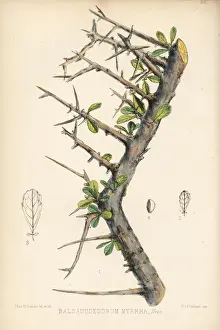 Medicinal Prints: Myrrh or didin, Commiphora myrrha
