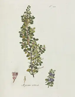 Primulaceae Prints: Myrsine retusa