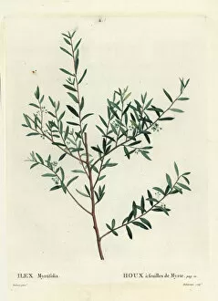 Myrtle holly or myrtle dahoon, Ilex myrtifolia