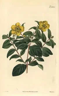 Myrtle-leaved St. Johns wort, Hypericum uralum