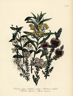Myrtle and Melaleuca species