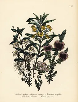 Fringe Gallery: Myrtle and Melaleuca species
