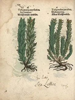 Pirate Prints: Myrtle spurge, Euphorbia myrsinites, and sea