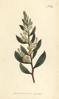 Myrtle wattle, Acacia myrtifolia