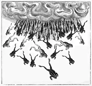 Mysterious Prints: A mysterious Fall of Frogs