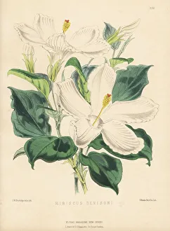 Volume 5 Prints: Mysterious hibiscus or lilibiscus species, Hibiscus denisoni