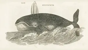 MYSTICETE WHALE