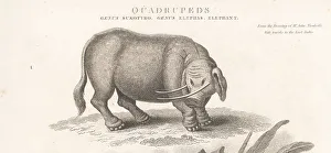 Enlightenment Prints: Mythical creature sukotyro, Sukotyro indicus
