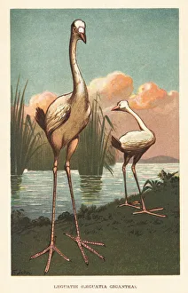 Mauritius Prints: Mythical Reunion stork, extinct giant bird