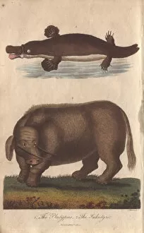 Billed Collection: Mythical sukotyro and duck-billed platypus