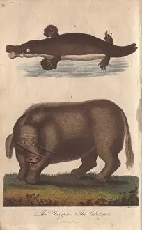 Duck Prints: Mythical sukotyro and duck-billed platypus