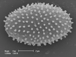 Celled Collection: Myxomycetes, plasmodial slime mould