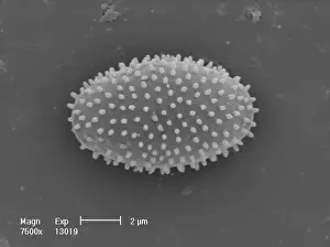 Myxomycetes, plasmodial slime mould