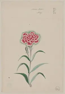 Nadeshiko - May