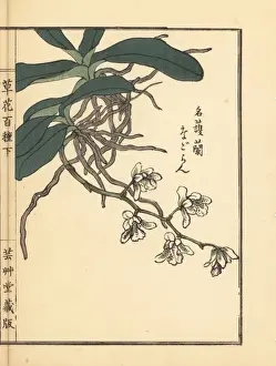 Gardenflower Prints: Nagoran or Japan sedirea orchid, Aerides japonicum Reichb