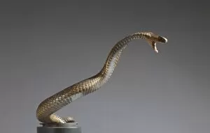 Caenophidia Gallery: Naja haje haje, Egyptian cobra