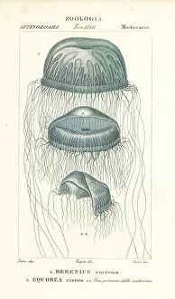 Naked-eye medusa and crystal jelly