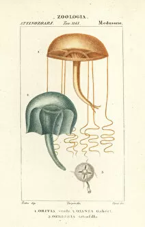 Naked-eye medusa and hydrozoan jellyfish