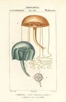 Naked-eye medusa and hydrozoan jellyfish Naked-eye medusa and hydrozoan jellyfish