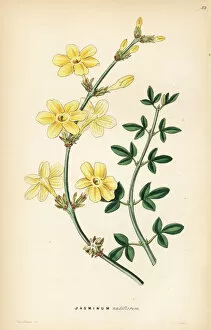 Lindley Gallery: Naked-flowered jasmine, Jasminum nudiflorum