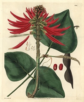 Flowering Gallery: Naked-flowering coral-tree, Erythrina poianthes