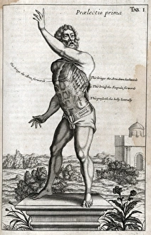 Anatomical Collection: Naked man on plinth with cross section of muscles