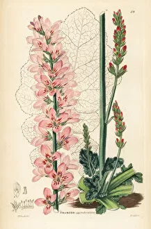 Lindley Collection: Naked-stalked francoa, Francoa appendiculata
