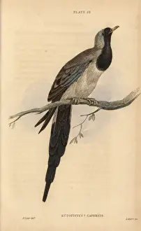 Edwardlear Prints: Namaqua dove, Oena capensis