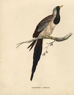 Turtle Prints: Namaqua dove, Oena capensis