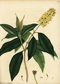 Henry Andrews Prints: Nance or hogberry, Byrsonima crassifolia