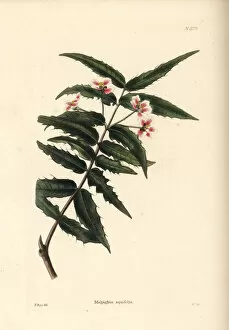 Shotter Collection: Nance shrub, Malpighia aquifolia