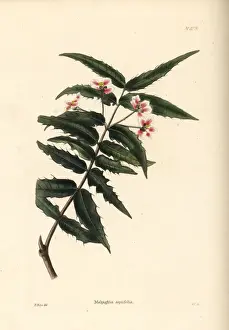 Shotter Prints: Nance shrub, Malpighia aquifolia