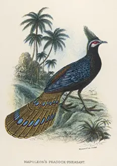 Nap. Peacock-Pheasant