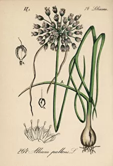Allium Gallery: Naples garlic, Allium pallens