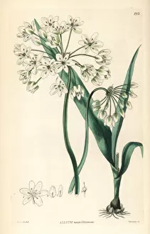 Allium Gallery: Naples garlic or daffodil garlic, Allium neapolitanum