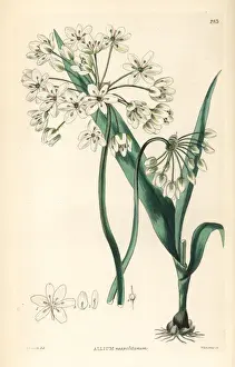 Edwin Prints: Naples garlic or daffodil garlic, Allium neapolitanum