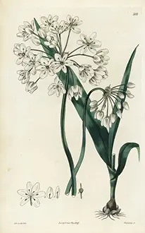 Dalton Prints: Naples garlic or Neapolitan moly, Allium neapolitanum