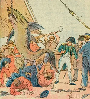 Helena Gallery: Napoleon and Shark