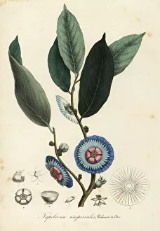 Napoleonaea imperialis