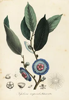 Napoleonaea imperialis Napoleonaea imperialis