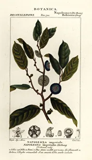 Napoleonaea imperialis