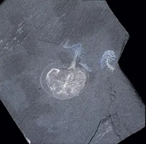 Naraoia compacta, trilobite