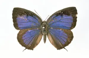 Alfred Russel Prints: Narathura eumolphus, female green oakblue