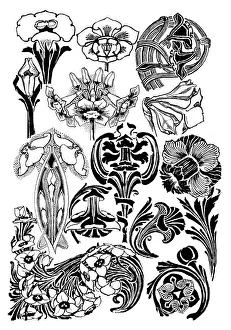 Midgley Collection: Narcissi