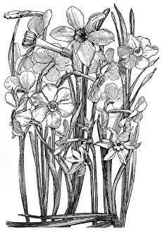 Narcissi